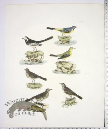 Wagtails and Pipits